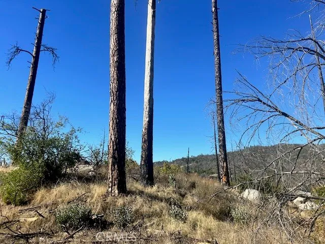 a view of a yard with a tree