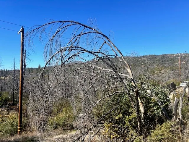 a view of a yard with plants