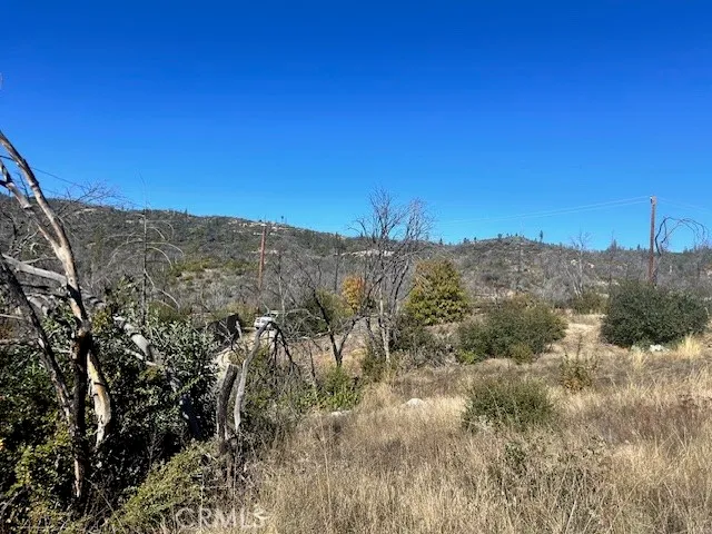 a view of a yard with plants and trees