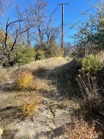 a view of a yard with plants and trees