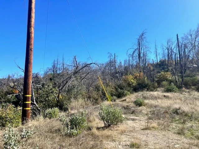 a view of a dry yard with trees