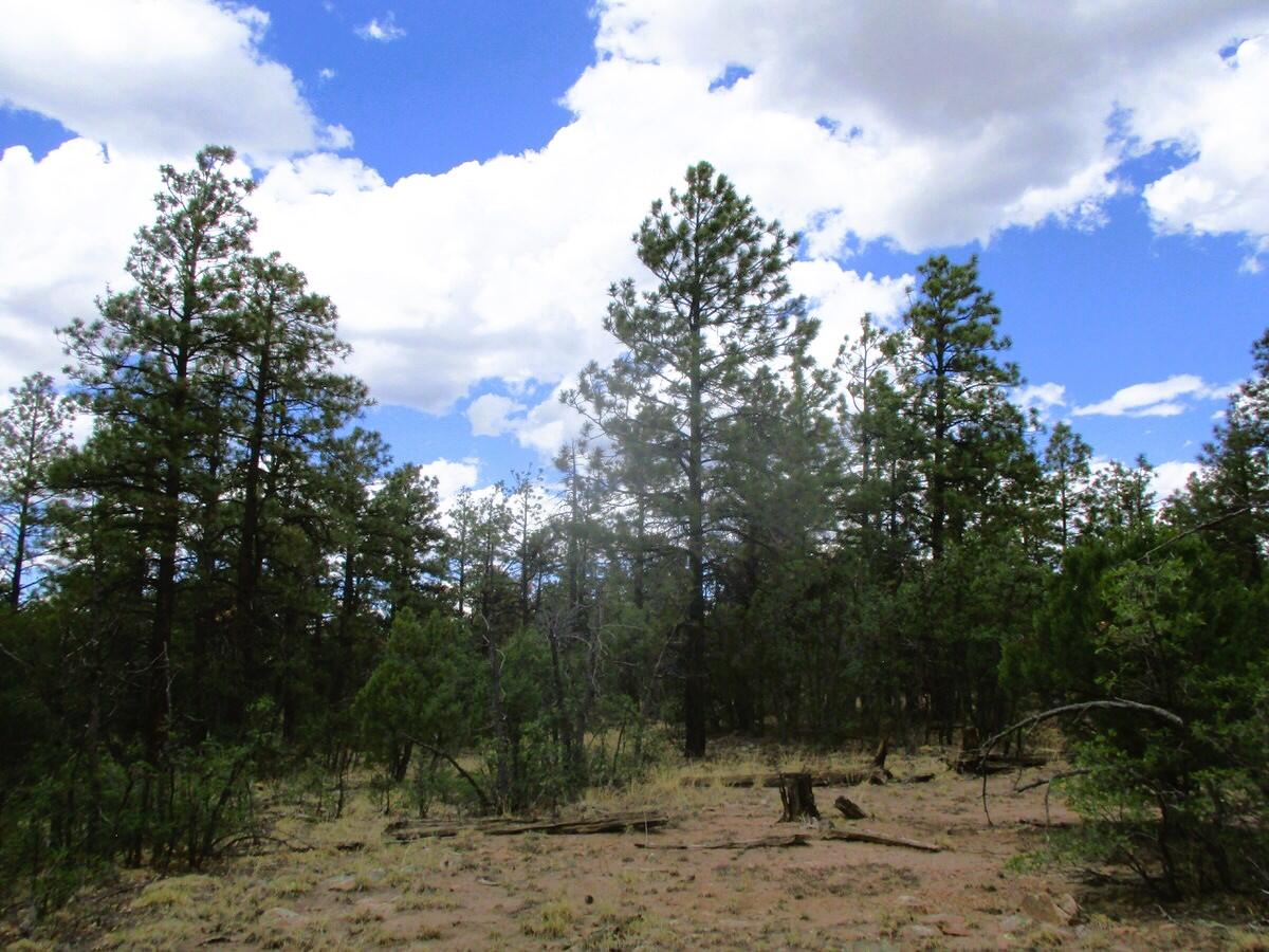 157 Forest Road Ramah, NM 87321 - Photo 35 of 71 Gallery Image 35