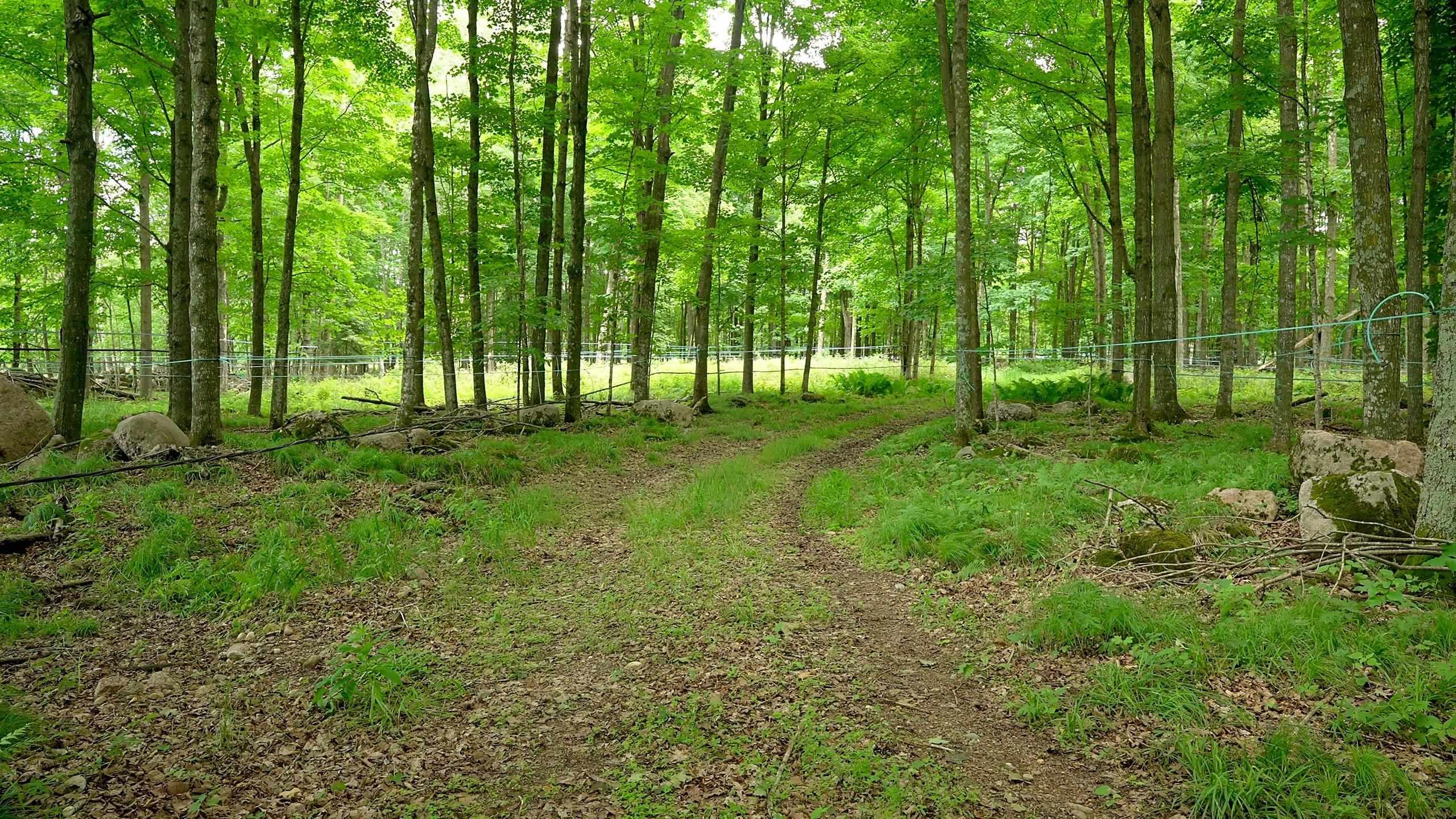 Springbrook Road Tigerton, WI 54486 - Photo 33 of 56