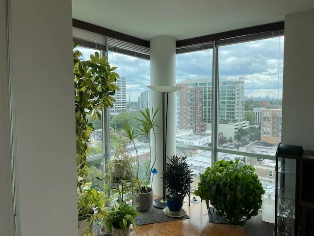 a potted plant sitting in front of a window