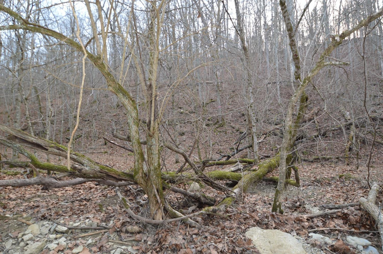 1290 Dennis Road, Unit 3 Lawrenceburg, KY 40342 - Photo 30 of 76 Boundary is somewhere near this downed t