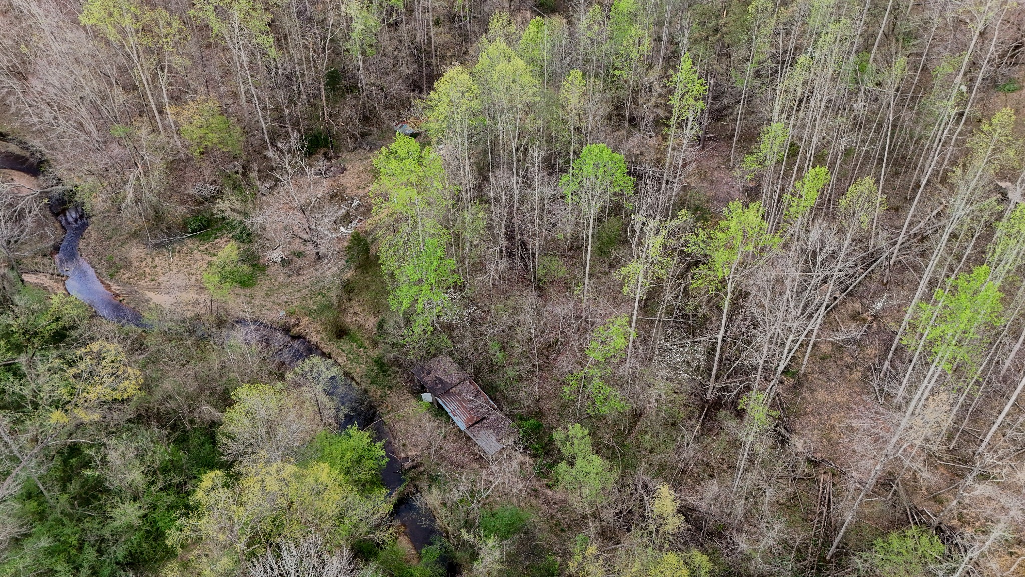 1755 Williams Road Centerville, TN 37033 - Photo 9 of 24 a view of a lush green forest with lots of trees