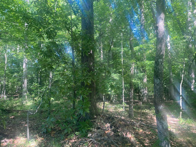 0 Hunter Road Fayetteville, TN 37334 - Photo 1 of 5 a view of forest