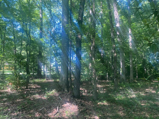 0 Hunter Road Fayetteville, TN 37334 - Photo 3 of 5 a view of a forest with trees