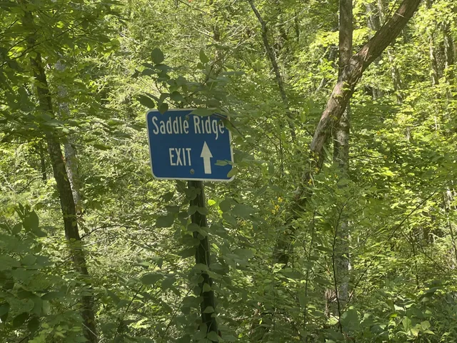 a view of a forest with trees