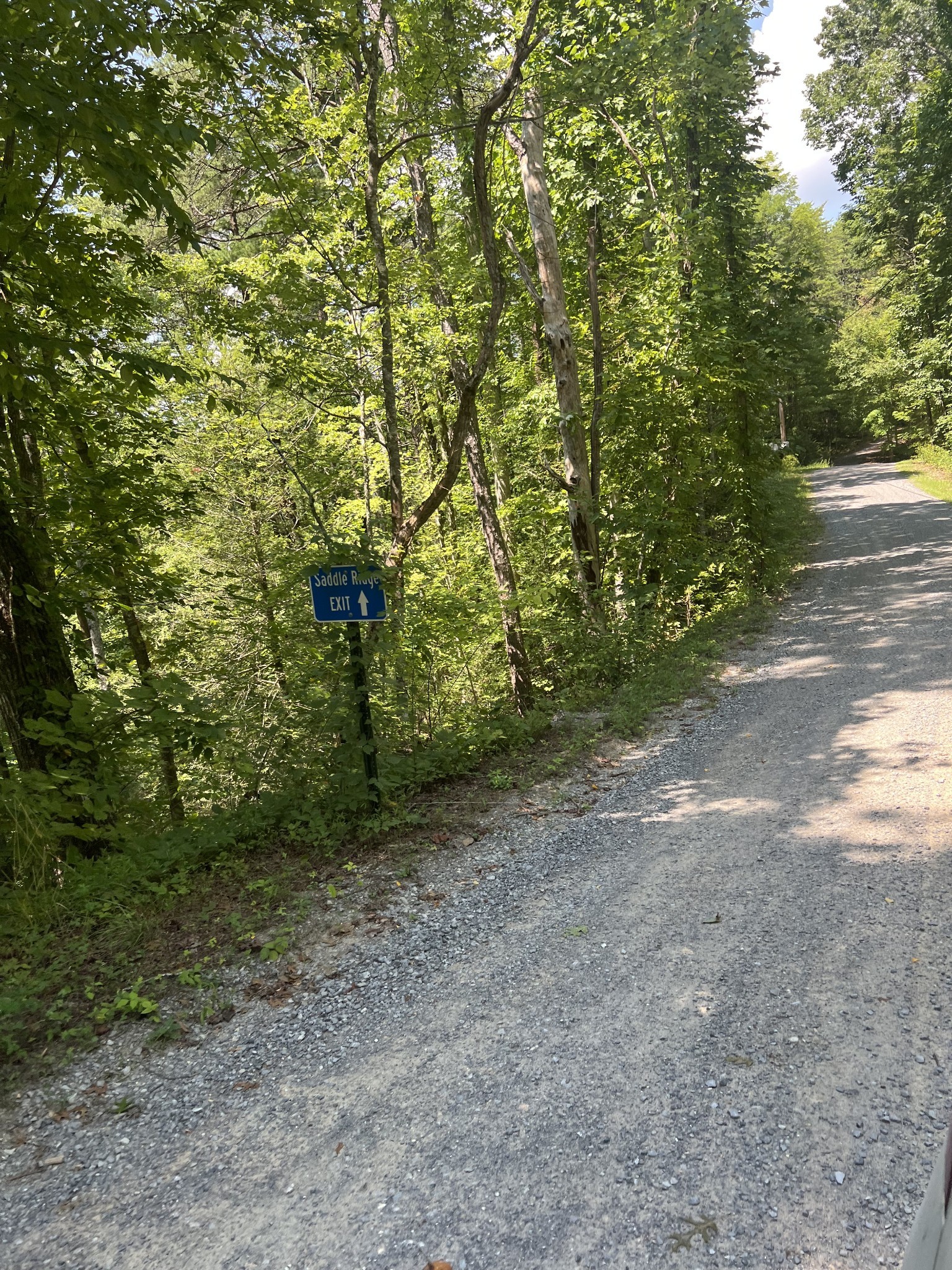 6 Walnut Flats Road Walland, TN 37886 - Photo 13 of 18 a view of a forest with trees
