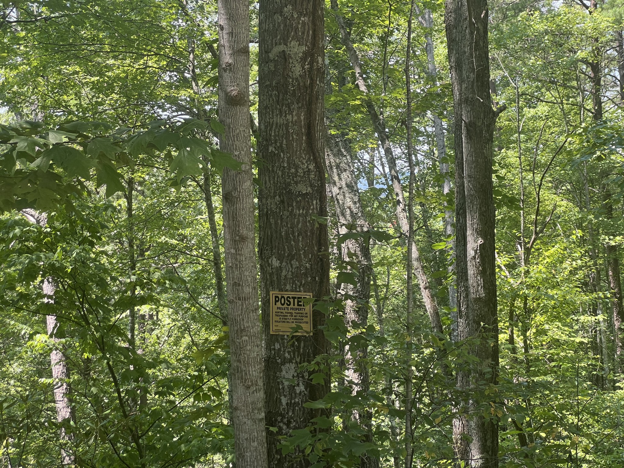 6 Walnut Flats Road Walland, TN 37886 - Photo 14 of 18