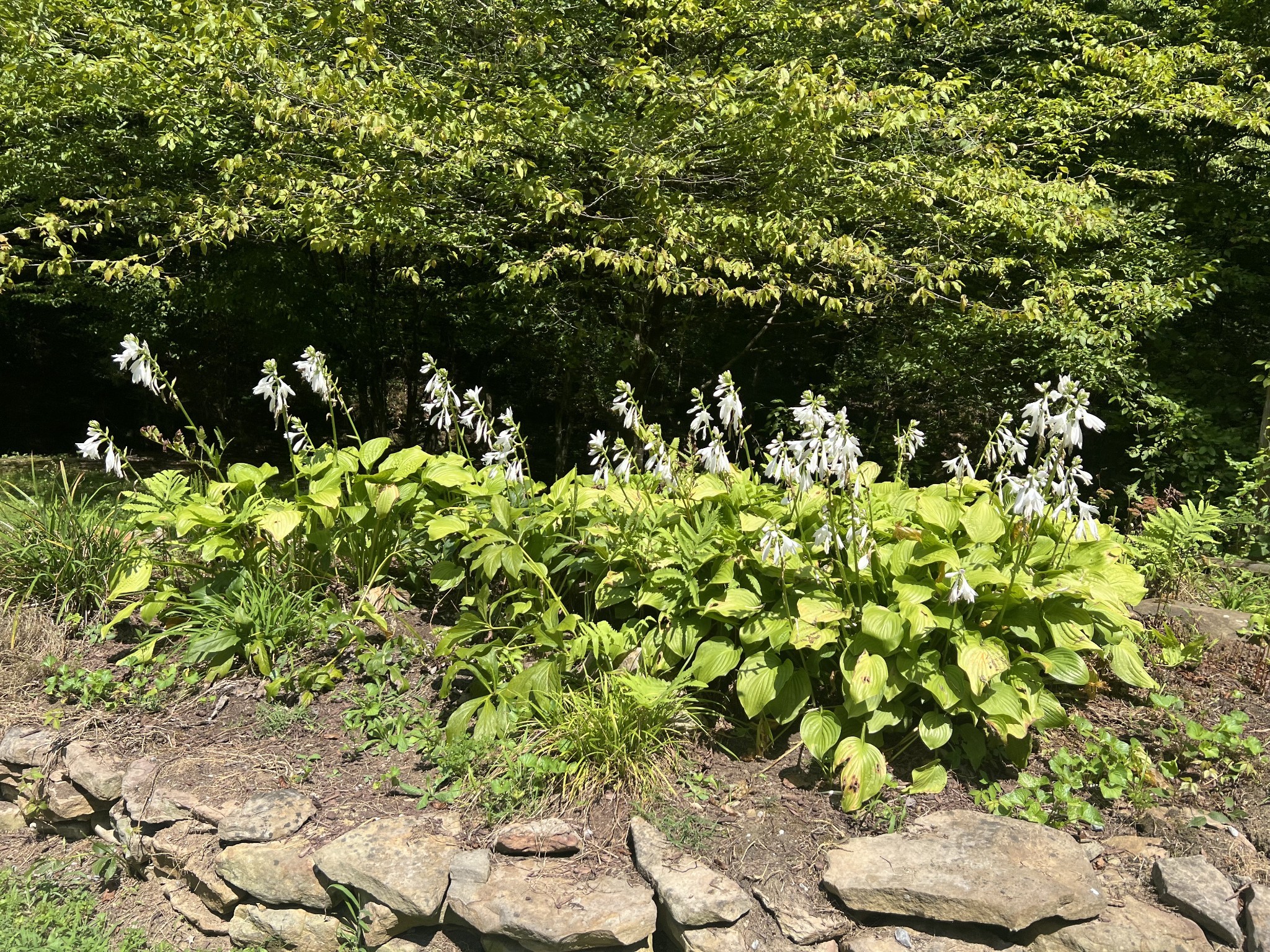 6 Walnut Flats Road Walland, TN 37886 - Photo 18 of 18 a view of a garden