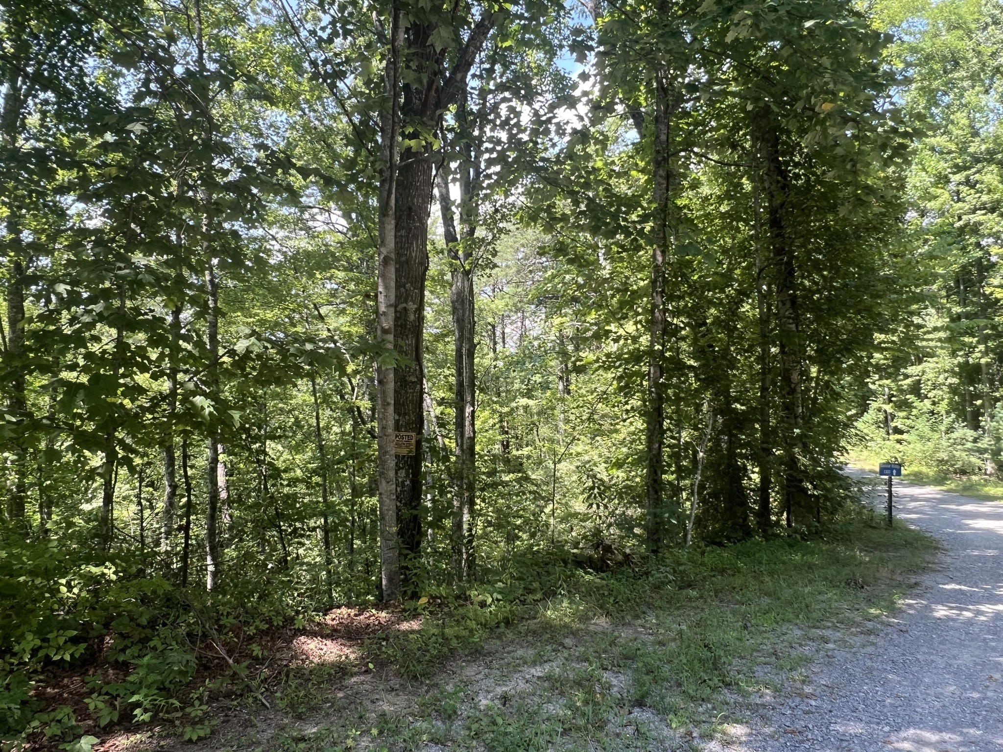 6 Walnut Flats Road Walland, TN 37886 - Photo 3 of 18 a view of a forest with trees in front of it