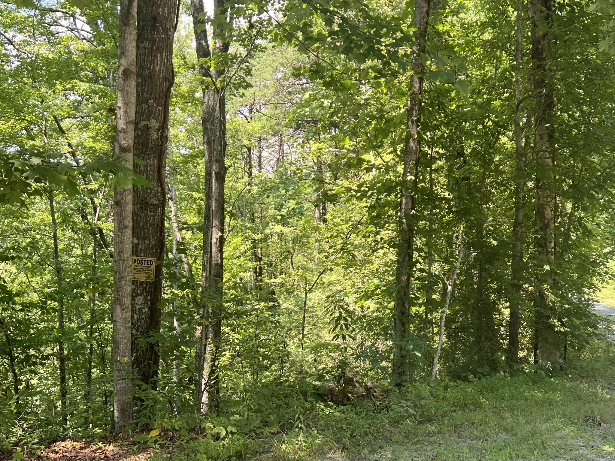 6 Walnut Flats Road Walland, TN 37886 - Photo 4 of 18 a view of forest