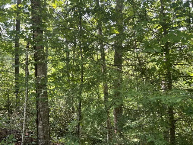 a view of a yard with plants and large trees