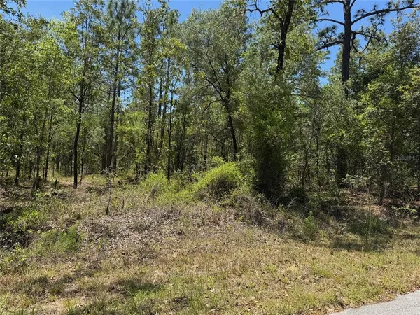 a view of a forest with trees in the background