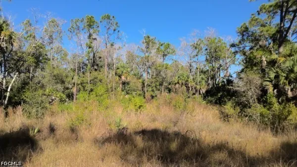 a view of a bunch of trees and bushes