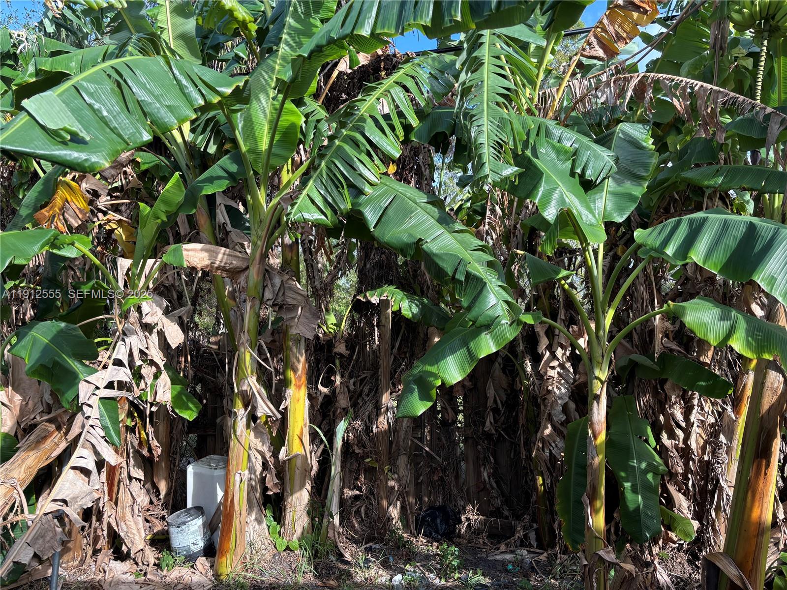 3691 Southwest 60th Terrace Miramar, FL 33023 - Photo 4 of 8 a view of plant