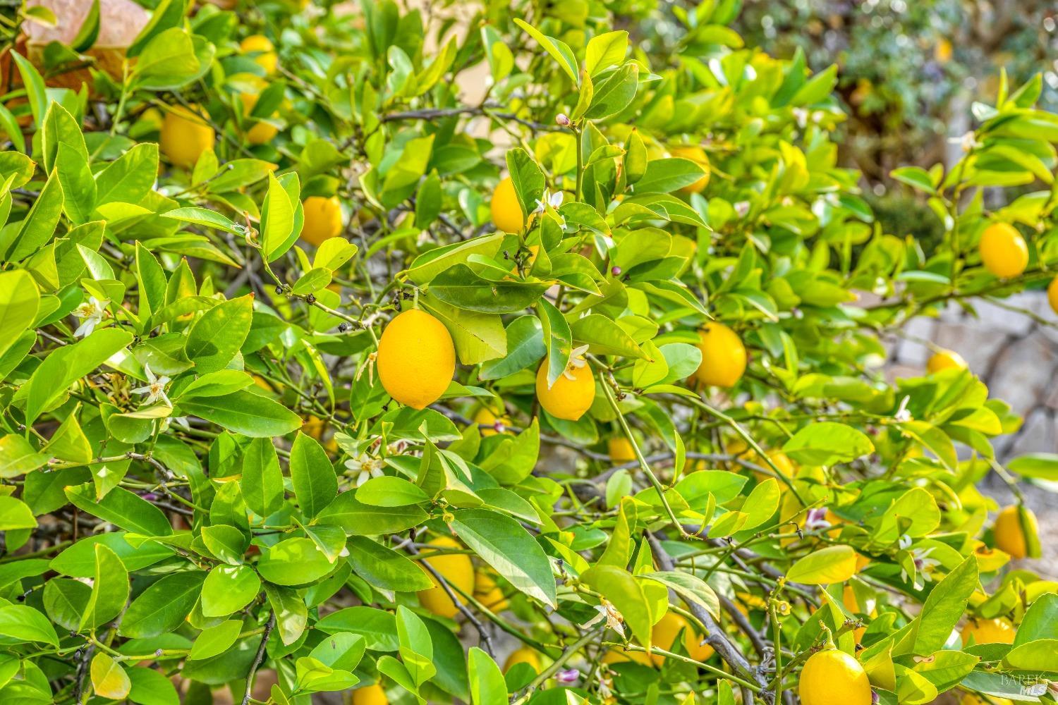 2395 Pickett Road Calistoga, CA 94515 - Photo 51 of 84