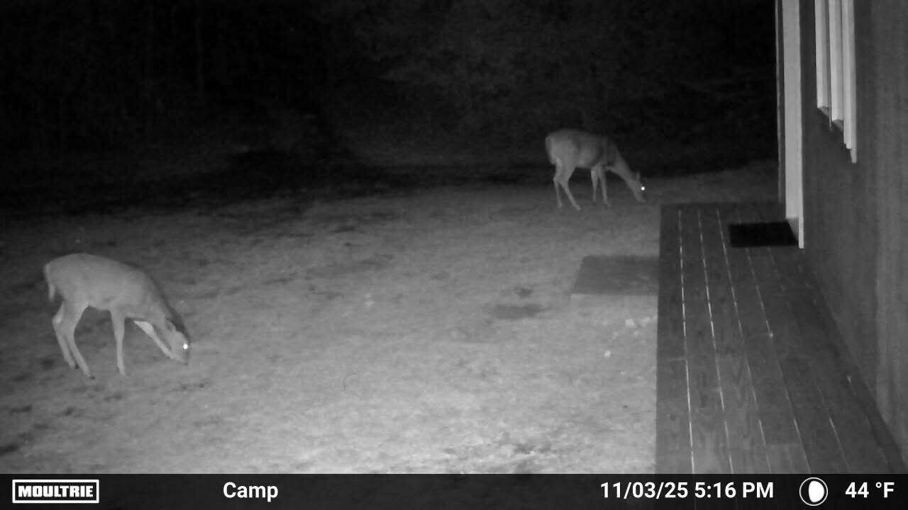 846 Notch Road Skowhegan, ME 04976 - Photo 51 of 54 846 Notch Rd Deer