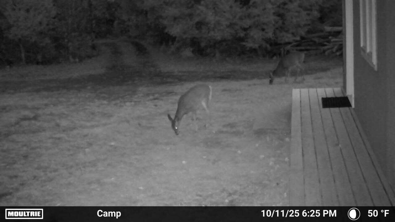 846 Notch Road Skowhegan, ME 04976 - Photo 52 of 54 846 Notch Deer
