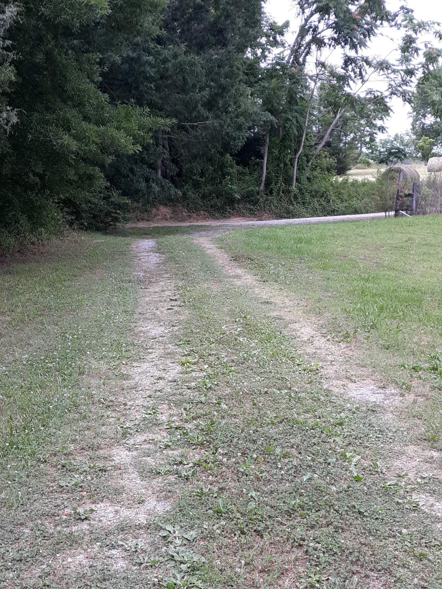 151 Abernathy Road Pulaski, TN 38478 - Photo 2 of 11 a view of a yard with a tree