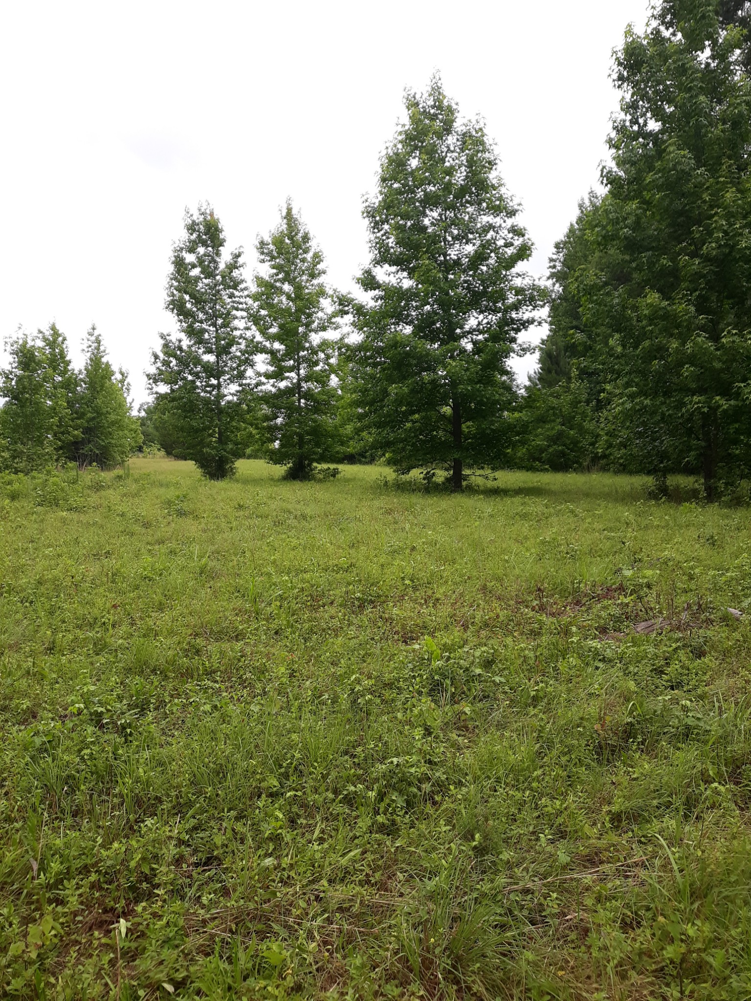 151 Abernathy Road Pulaski, TN 38478 - Photo 11 of 11 a view of a field with trees in the background