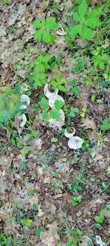 2015002 West Indian Road Lincoln, ME 04457 - Photo 38 of 51 Woodville Cabin