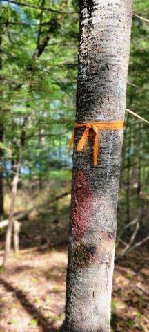 2015002 West Indian Road Lincoln, ME 04457 - Photo 39 of 51 Woodville Cabin