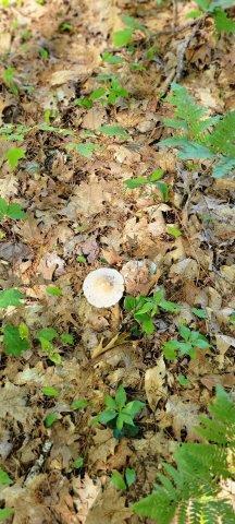 2015002 West Indian Road Lincoln, ME 04457 - Photo 40 of 51 Woodville Cabin