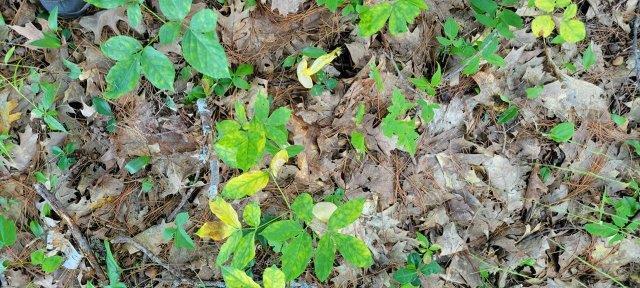 2015002 West Indian Road Lincoln, ME 04457 - Photo 41 of 51 Woodville Cabin