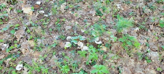 2015002 West Indian Road Lincoln, ME 04457 - Photo 42 of 51 Woodville Cabin