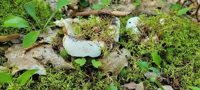 2015002 West Indian Road Lincoln, ME 04457 - Photo 43 of 51 Woodville Cabin