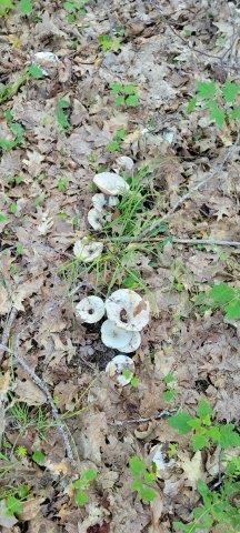 2015002 West Indian Road Lincoln, ME 04457 - Photo 45 of 51 Woodville Cabin