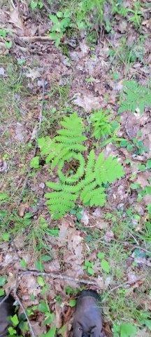 2015002 West Indian Road Lincoln, ME 04457 - Photo 46 of 51 Woodville Cabin