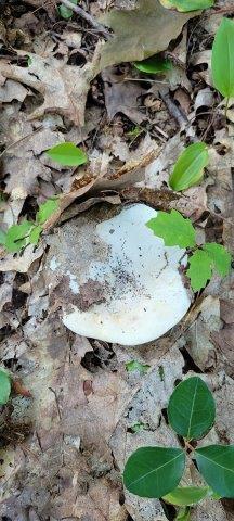 2015002 West Indian Road Lincoln, ME 04457 - Photo 47 of 51 Woodville Cabin