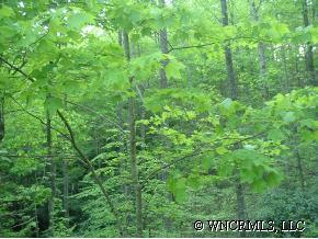 4 Oriole Road Brevard, NC 28712 - Photo 1 of 1 Gallery Image 1