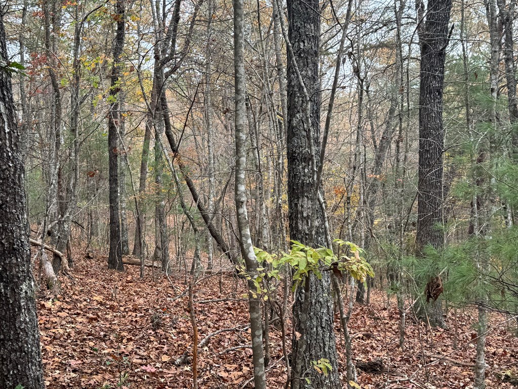 9 Paradise Park Road Murphy, NC 28906 - Photo 12 of 17 Gallery Image 12