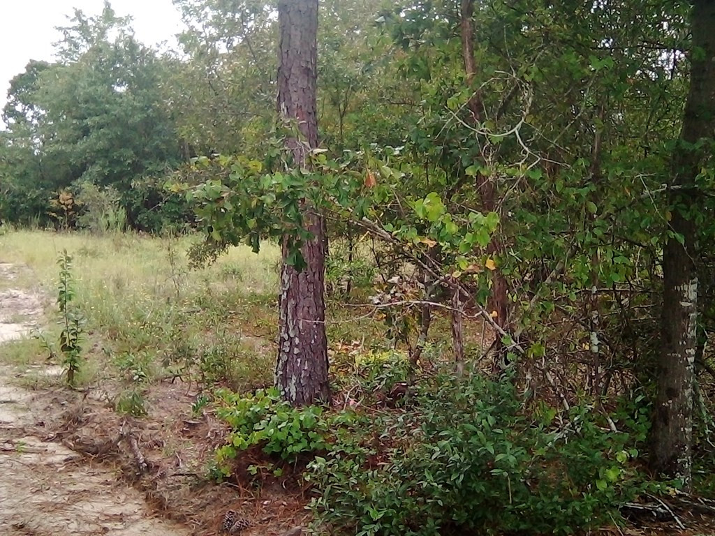 4507 Etterle Road Blythe, GA 30805 - Photo 3 of 7 Gallery Image 3