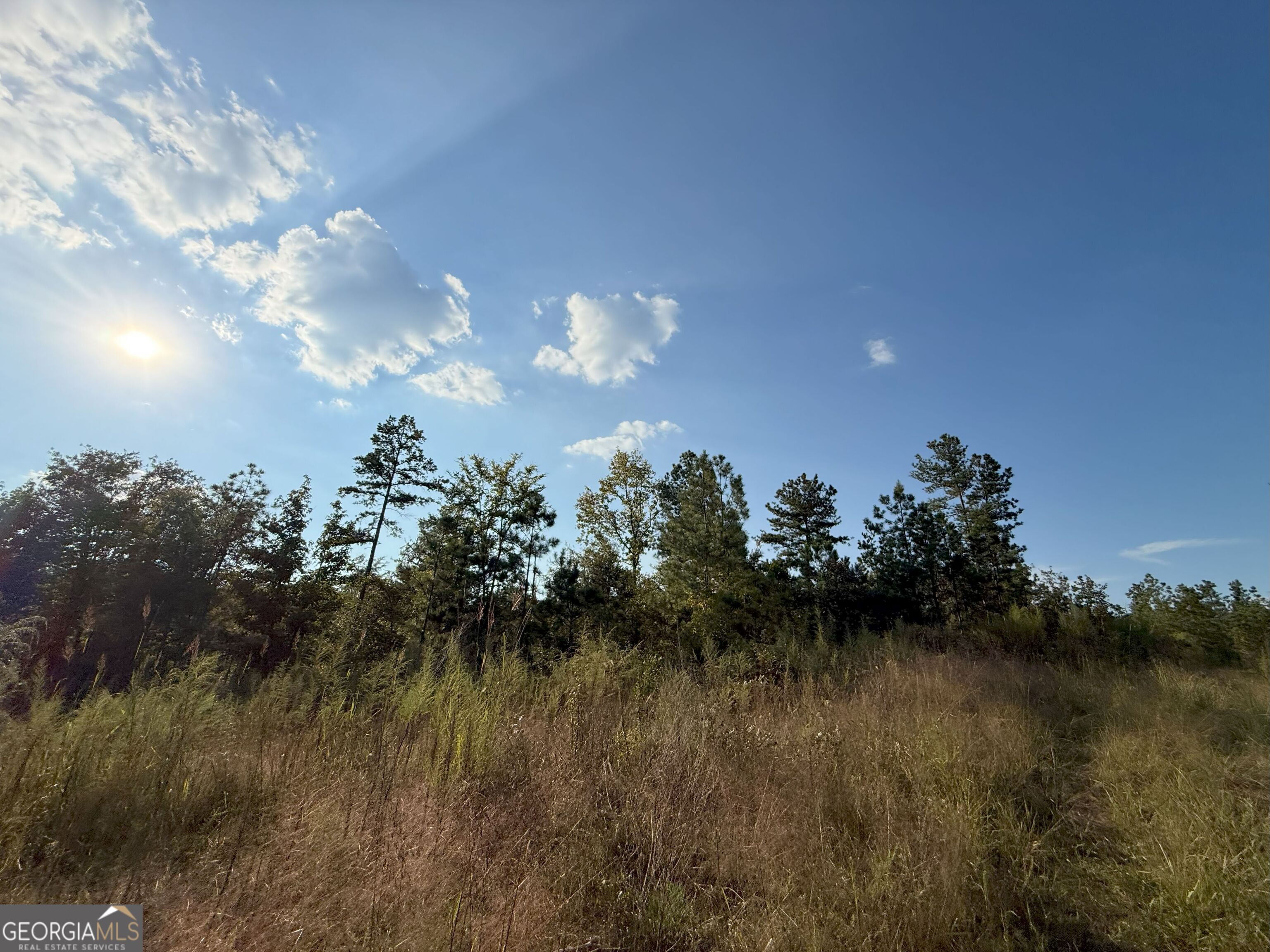 a view of a lake in middle of forest