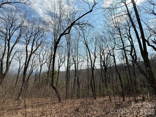 a view of forest