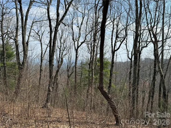 a view of forest