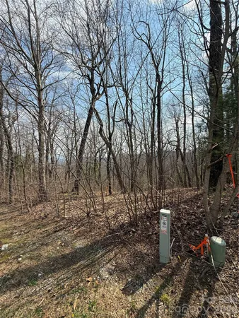 a view of a forest filled with trees