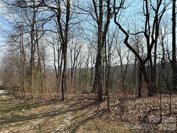 a view of a forest with trees