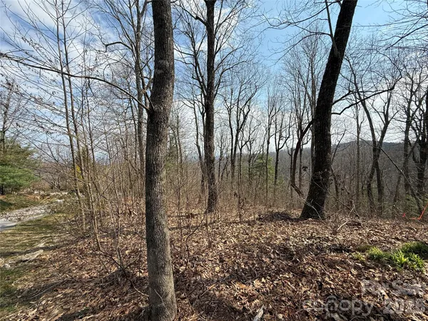 a view of backyard with large trees