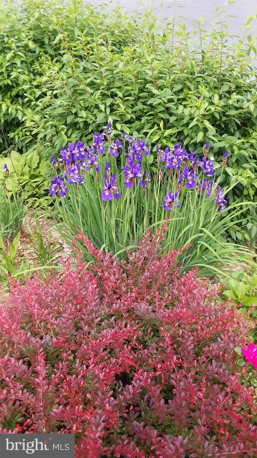 3115 Medway Street Silver Spring, MD 20902 - Photo 43 of 43 a picture of flowers