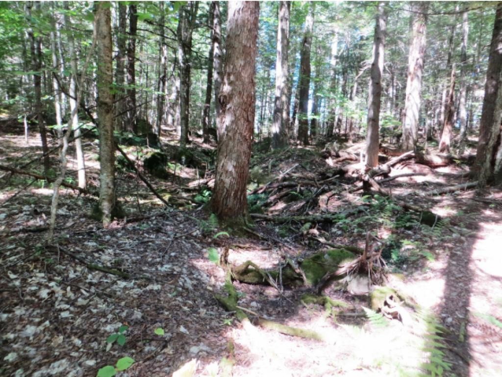 42 O Miles Pond Road Sandwich, NH 03259 - Photo 2 of 9 Gallery Image 2