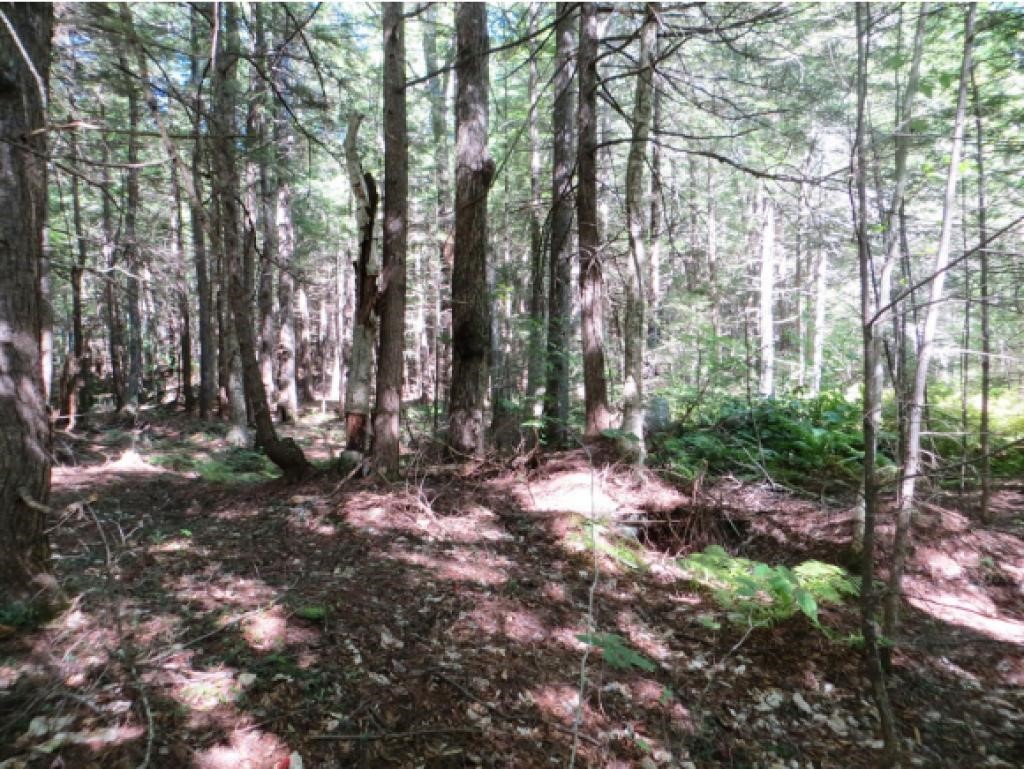 42 O Miles Pond Road Sandwich, NH 03259 - Photo 5 of 9 Gallery Image 5