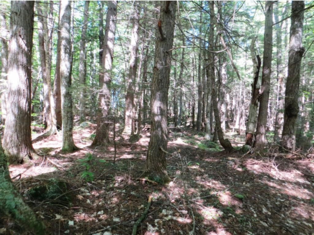 42 O Miles Pond Road Sandwich, NH 03259 - Photo 6 of 9 Gallery Image 6