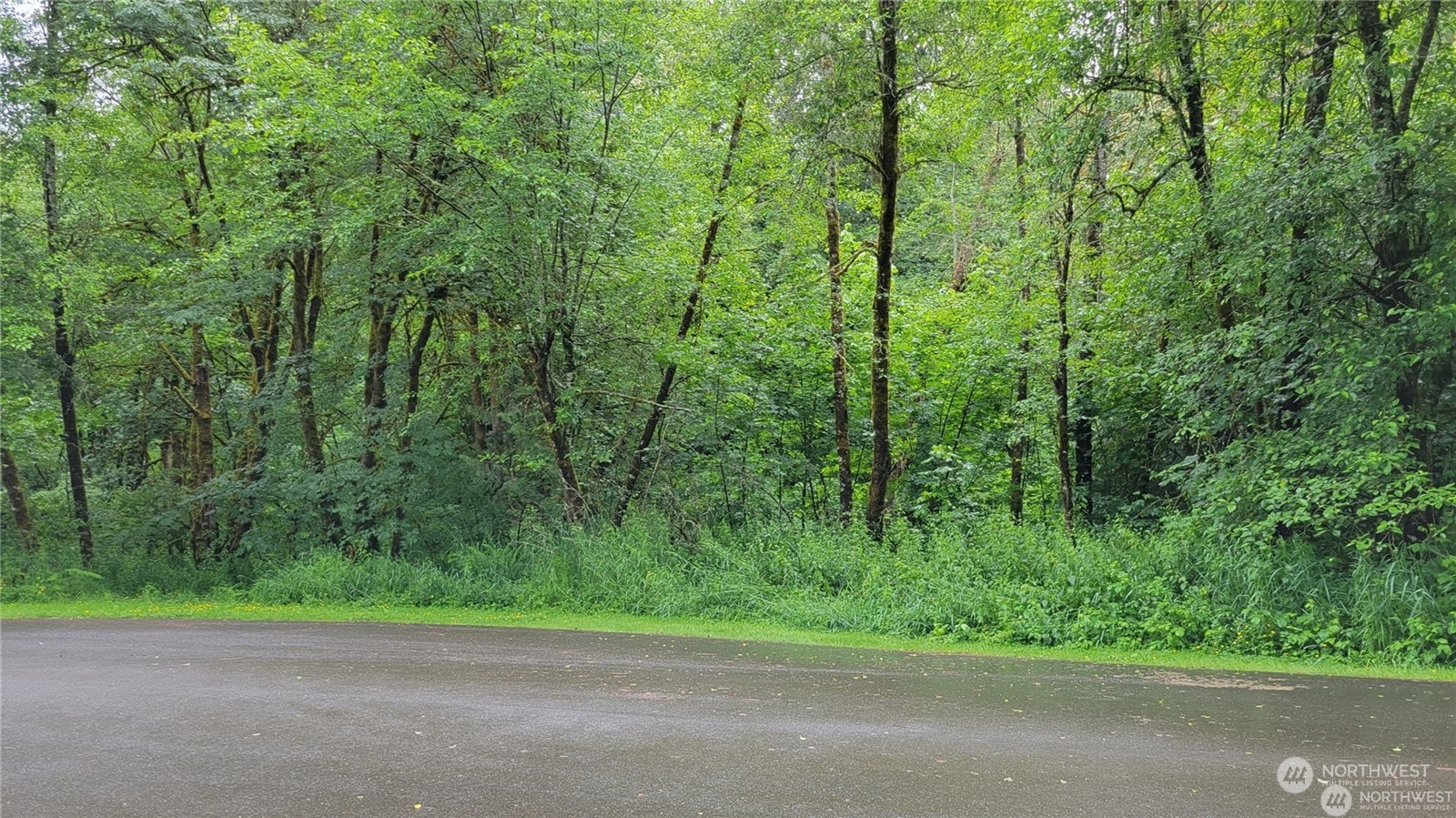 a view of a yard with a trees